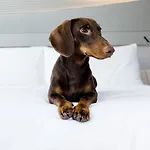 Villa Marquis Meliá Collection